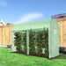 Picture of a Tomato Plant Greenhouse