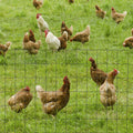 PVC Coated Chicken Wire Mesh, 61cm x 1000cm, Foldable, Green Outsunny