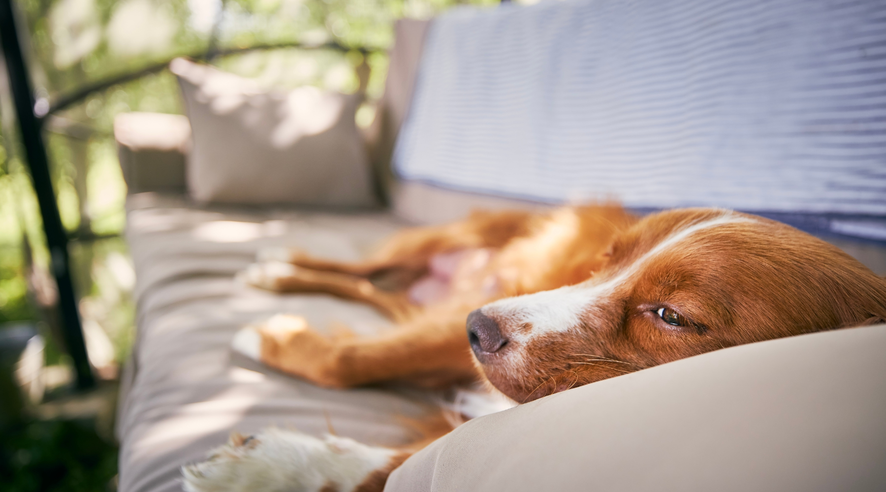 Dog relaxing on a garden sofa