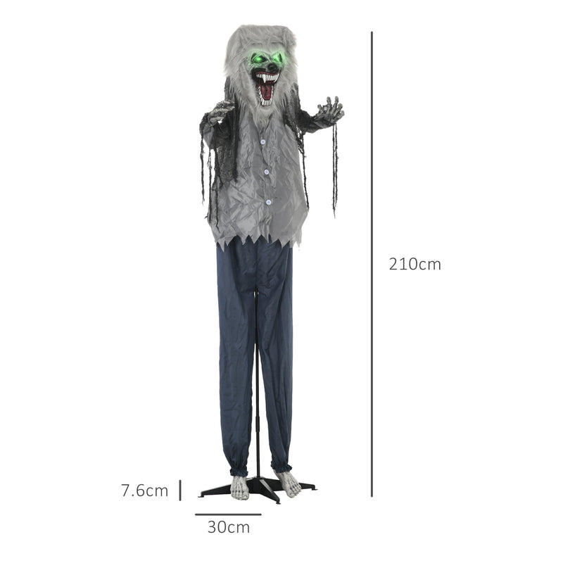 Dimension diagram of the skeleton werewolf showing 210cm height and 30cm base width