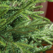 Macro close-up of green needle-style branch tips