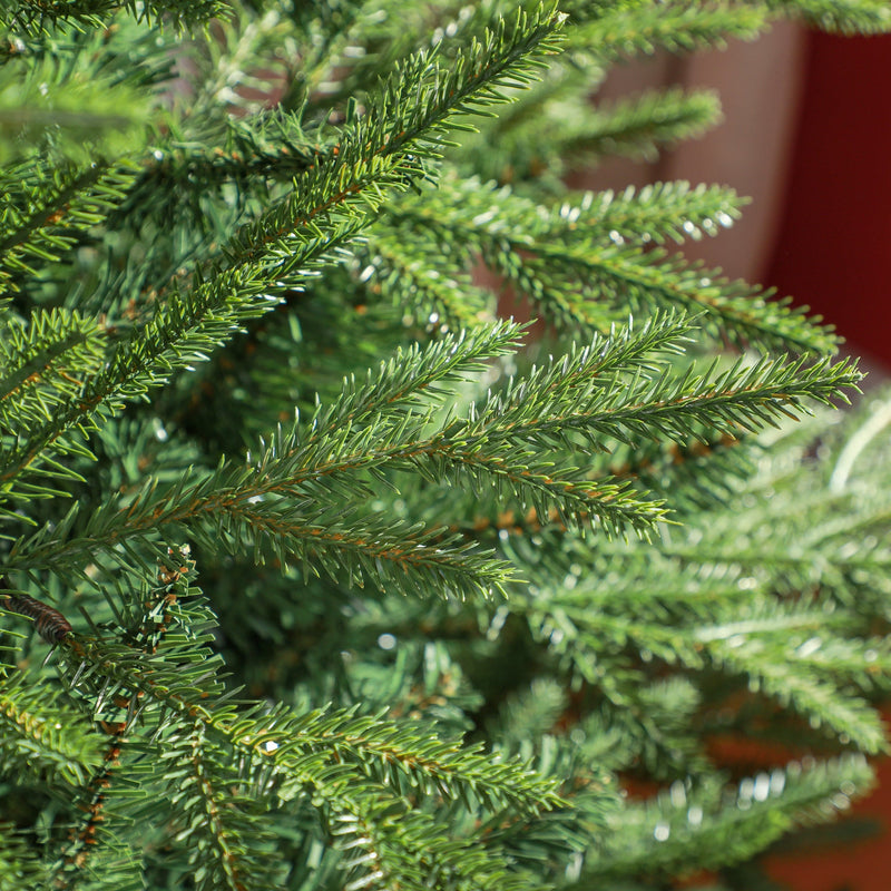 Macro close-up of green needle-style branch tips