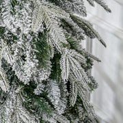 Close-up of snow-flocked branches with green needles