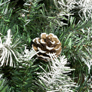 Close-up of a pine cone among snow-flecked green branch tips