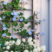 Black Raised Garden Bed with Trellis Galvanised Planter Box with Drainage for Vegetables and Herbs by Outsunny
