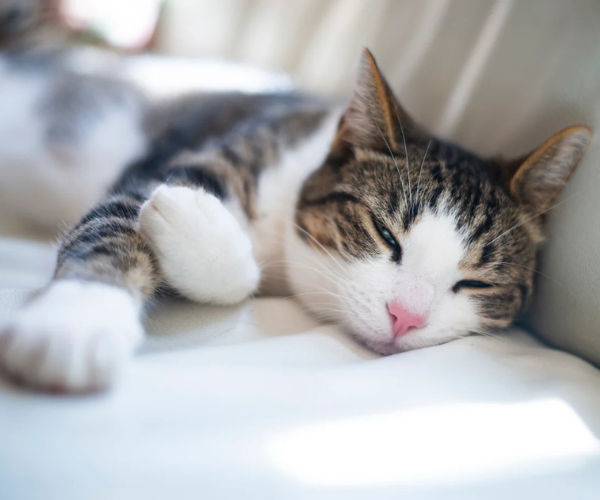 Cat sleeping on a white surface with a blurred background