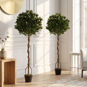 Both bay laurel trees standing in a bright hallway beside a round mirror
