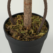 Close-up of the black nursery pot filled with cement and topped with dried moss