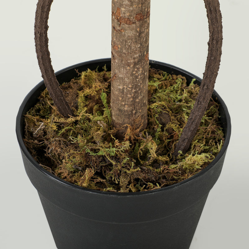 Close-up of the black nursery pot filled with cement and topped with dried moss