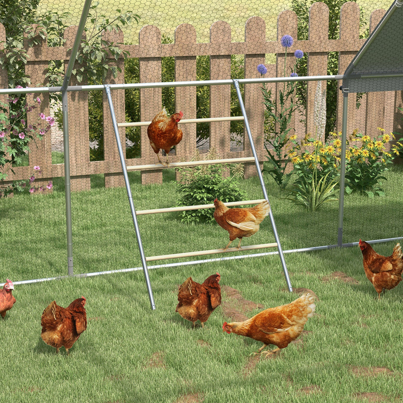 Chickens roosting and standing on the wooden bars of the perch inside a coop run