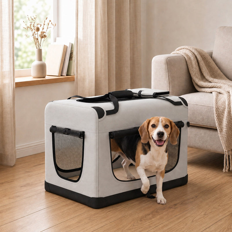 Beagle stepping out of the grey carrier in a living room
