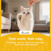 PawHut brand image of a white cat reaching up in a living room
