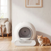 Litter box in a living room with an orange cat sitting beside it