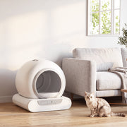 Litter box in a bright room beside a sofa with a tabby cat sitting nearby